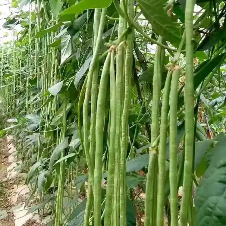 Stringless Yardlong Bean Seeds ender Non-GMO Vegetable Garden Variety
