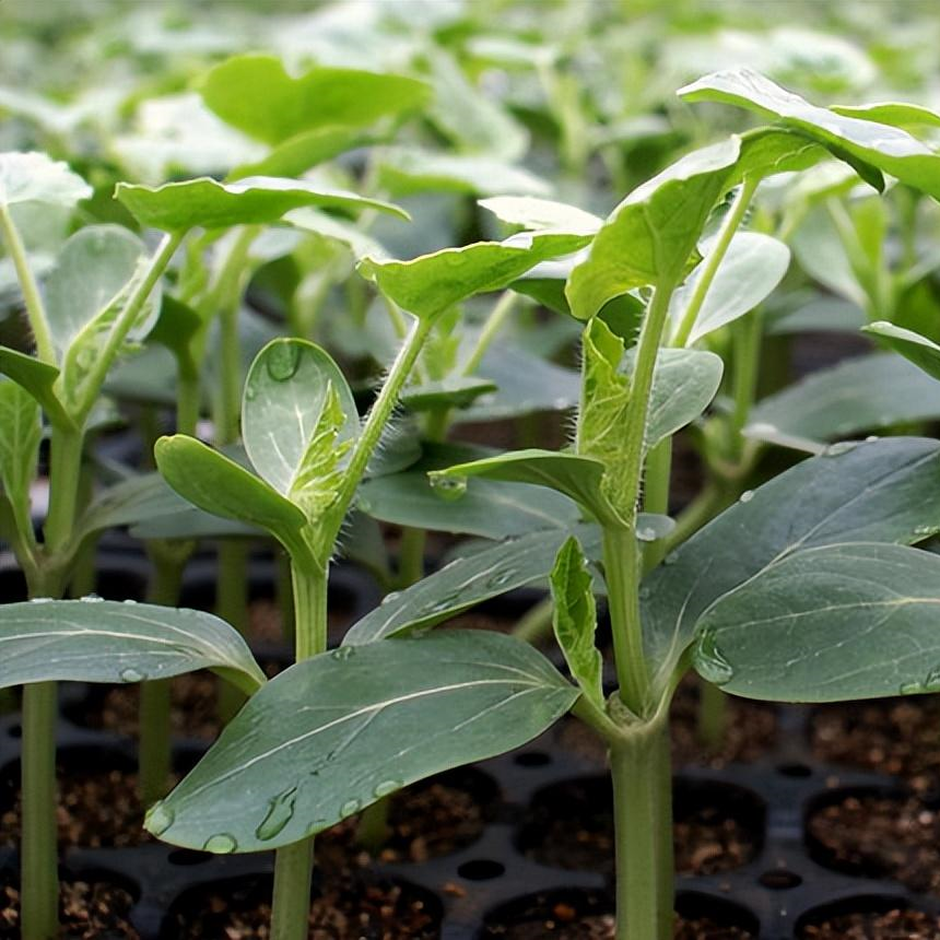 Sweet Tiger Baby Watermelon Seeds Non-GMO Ultra Sweet Easy Grow