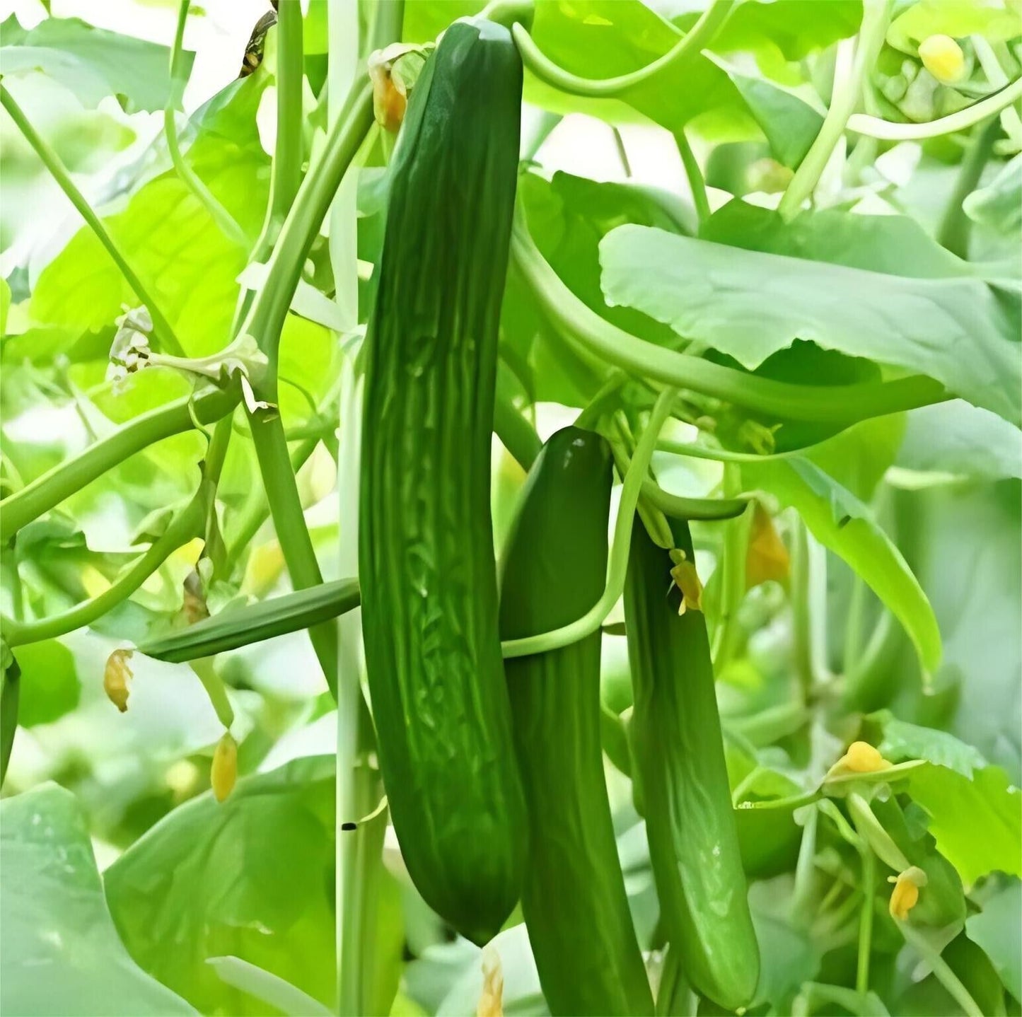 Emerald Crunch F1 Snack Cucumber Seeds Burpless Sweet High Yield