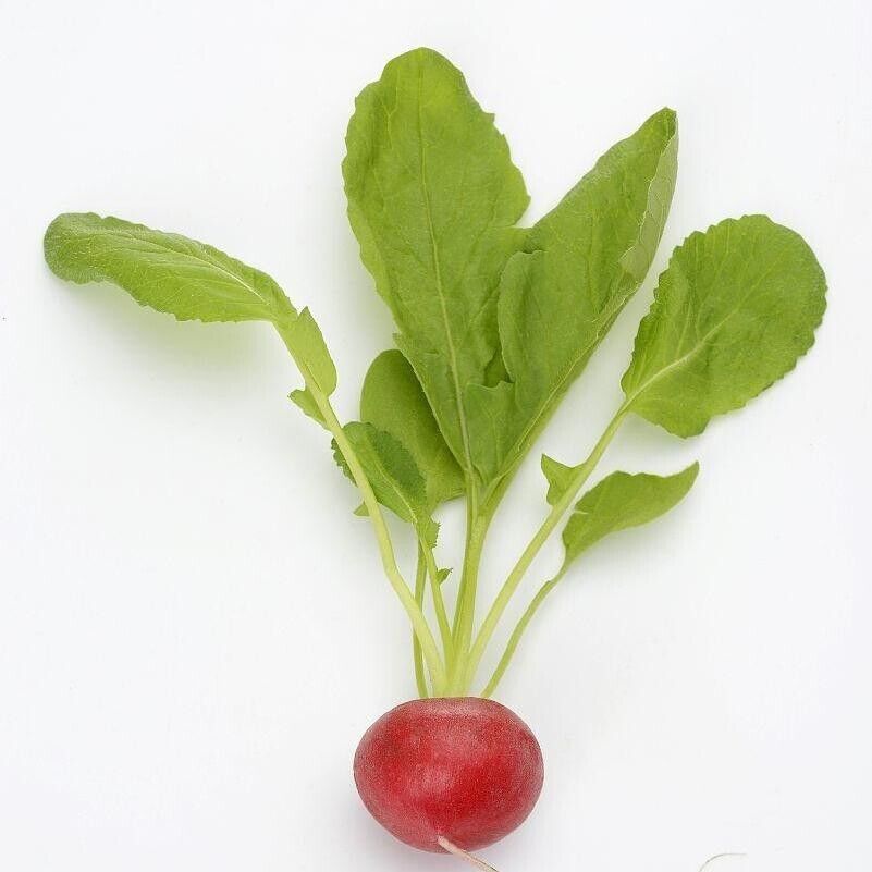 Ruby Crunch Radish Seeds Non-GMO Fast Growing Crisp Sweet