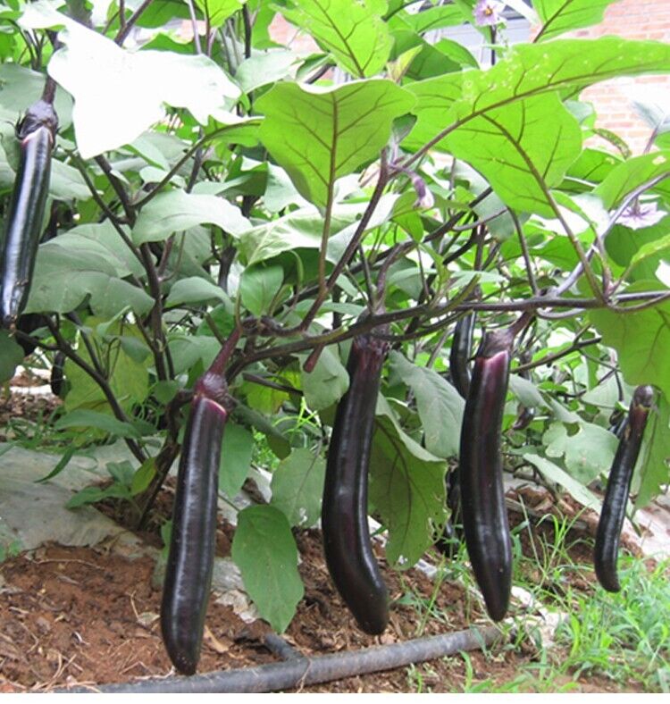Midnight Velvet Long Eggplant Seeds Non-GMO Asian High Yield