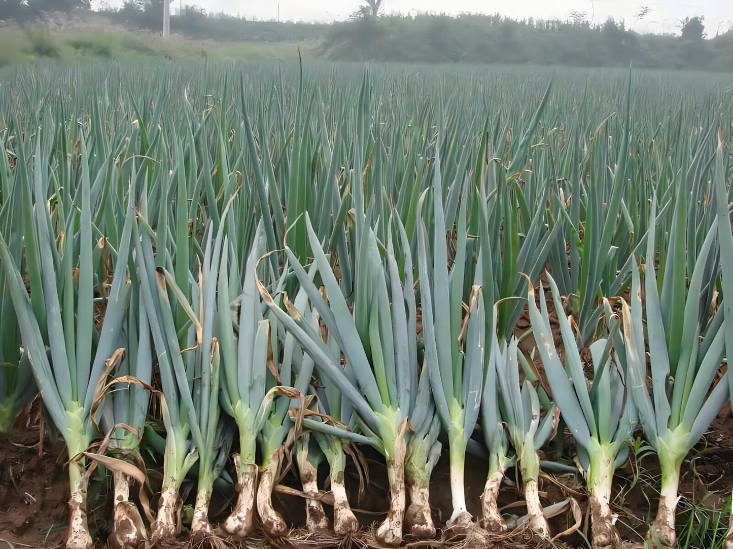 Evergreen Scallion Seeds 500+ Non-GMO Green Onion High Yield Easy Grow