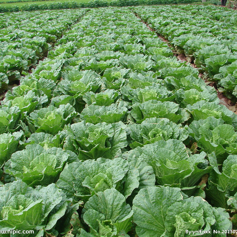 Chinese Cabbage Seeds 200+ Non-GMO Crisp Sweet Easy Grow