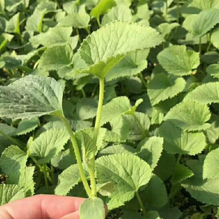 Crisp Sweet Melon Seeds Non-GMO Garden Fruit High Yield Easy Grow