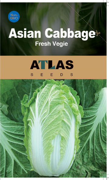 Chinese Cabbage Seeds 200+ Non-GMO Crisp Sweet Easy Grow