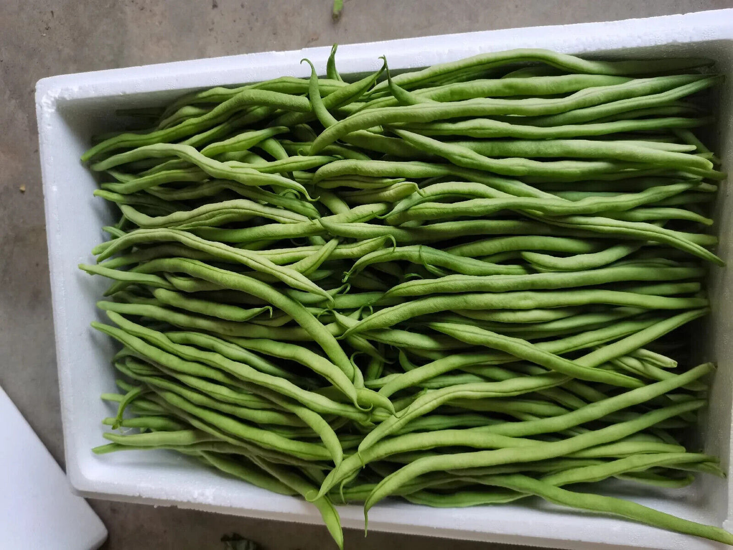 Yardlong Bean Seeds Emerald Ribbon Non-GMO Long Pod High Yield