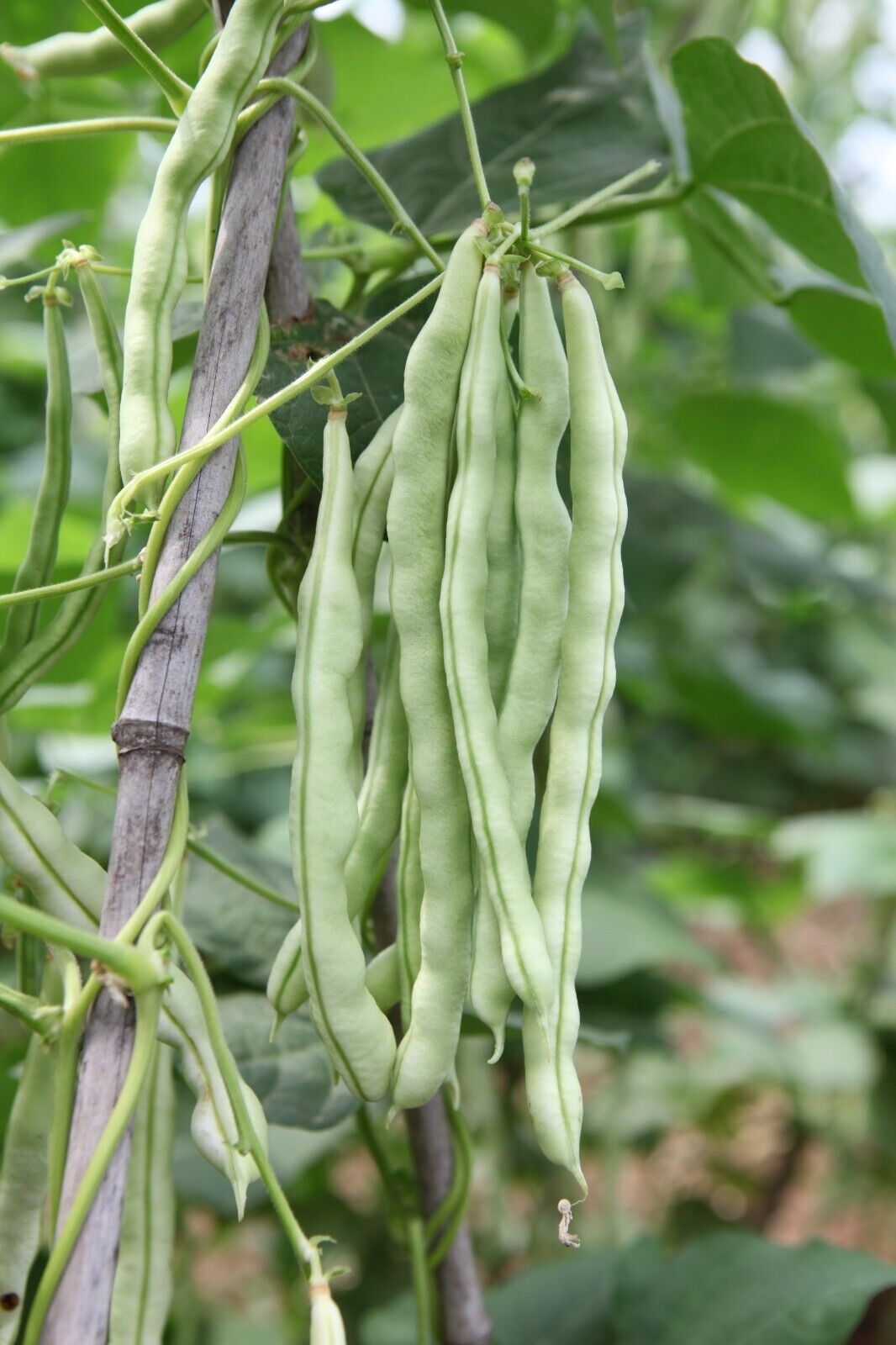 Ivory Silk Garden Beans HighYield Non-GMO Seeds