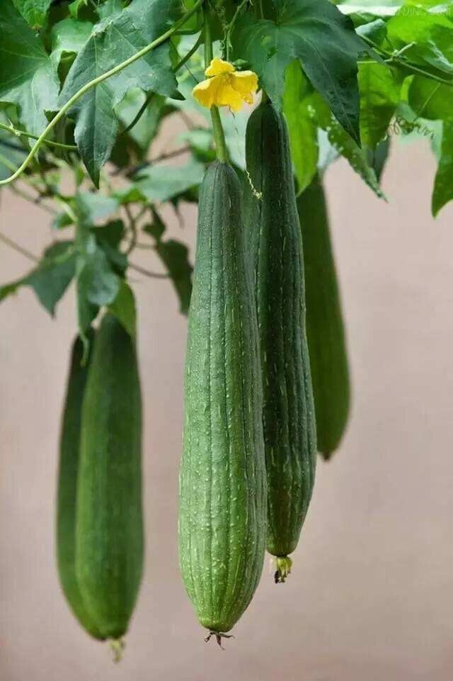 Luffa Gourd Seeds Non-GMO Long Smooth Sponge Gourd Easy Grow
