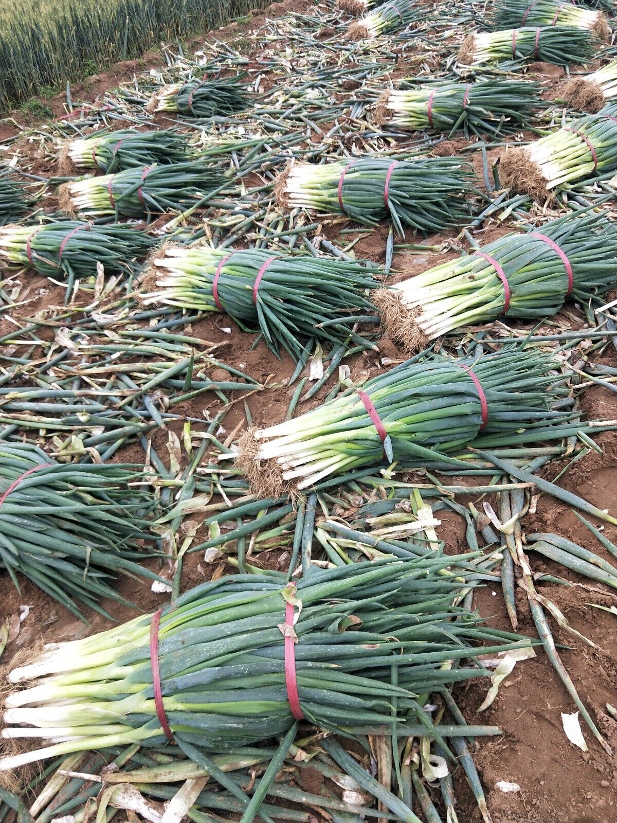 Evergreen Scallion Seeds 500+ Non-GMO Green Onion High Yield Easy Grow