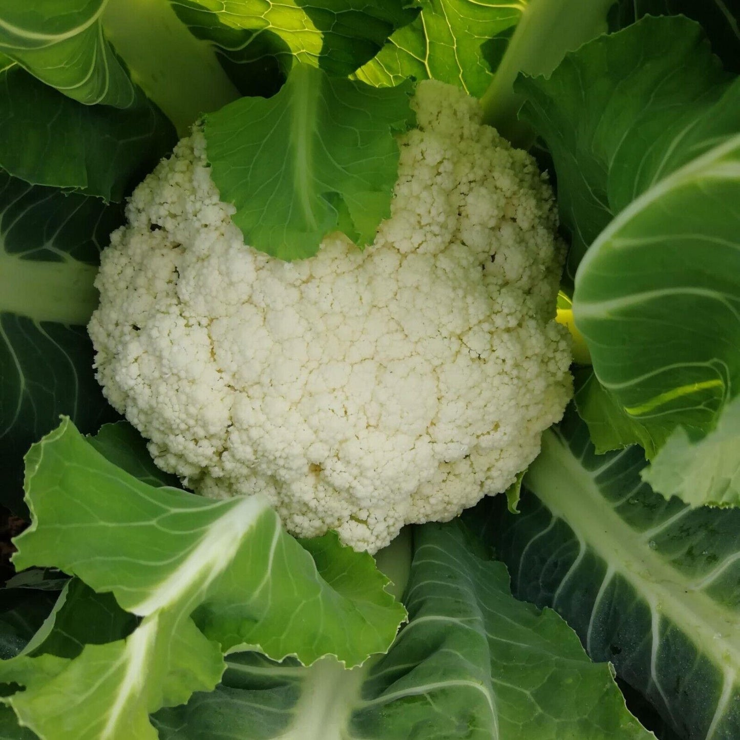 Cauliflower Seeds  Non-GMO Heirloom Large Head Easy Grow High Yield