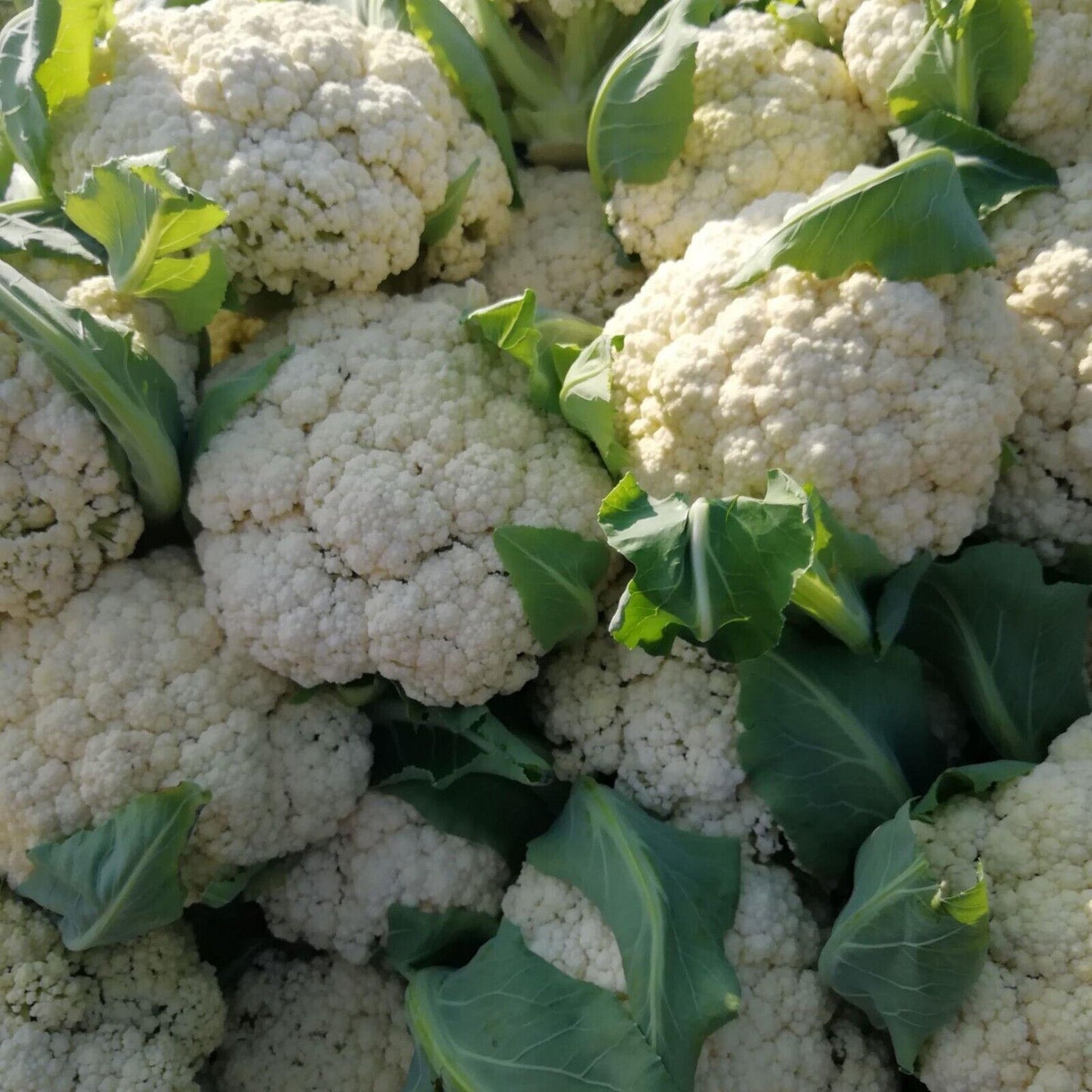 Cauliflower Seeds  Non-GMO Heirloom Large Head Easy Grow High Yield