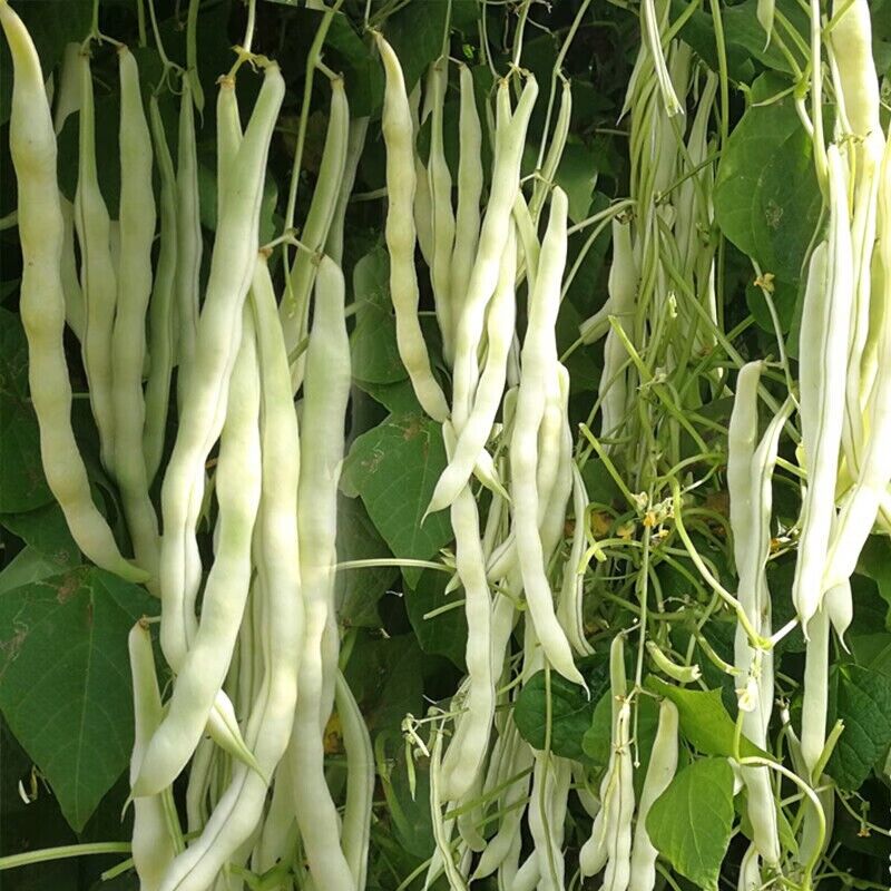 Ivory Silk Garden Beans HighYield Non-GMO Seeds