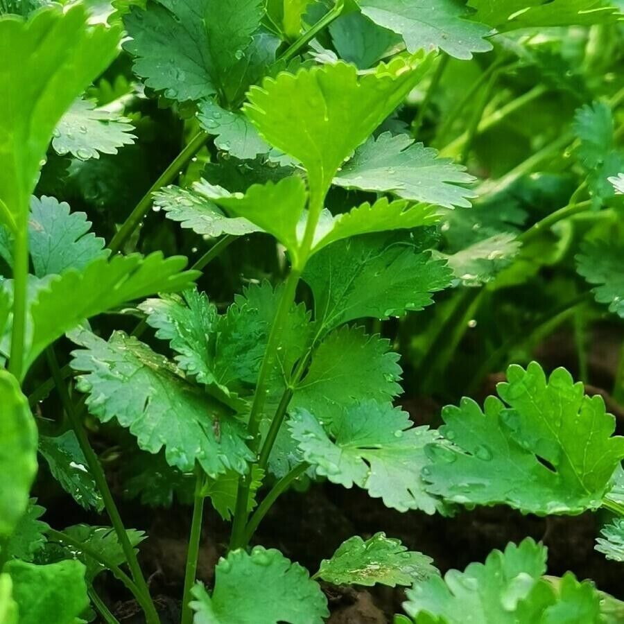 Cilantro Coriander Seeds Non-GMO Fresh Herb Easy Grow