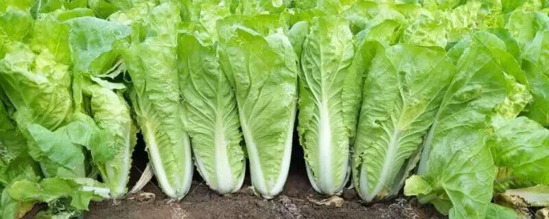 Green Star Pak Choi Seeds 300+ Non-GMO Sweet Crisp Fast Growing High Yield