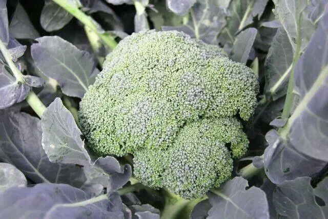 Merald Crown Broccoli Seeds Non-GMO Large Heads EasyGrow