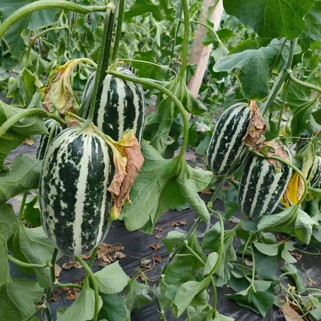 Crisp Sweet Melon Seeds Non-GMO Garden Fruit High Yield Easy Grow