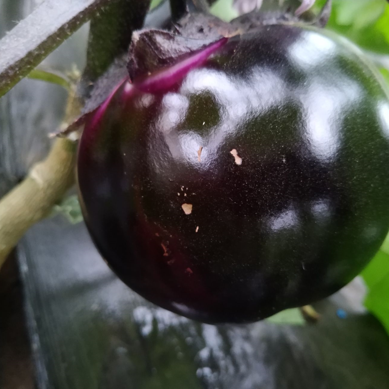 150+ Eggplant Seeds Black Round Heirloom Non-GMO Sweet Tender High Yield