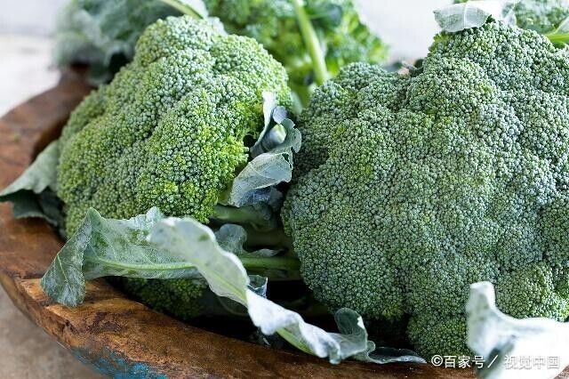 Merald Crown Broccoli Seeds Non-GMO Large Heads EasyGrow