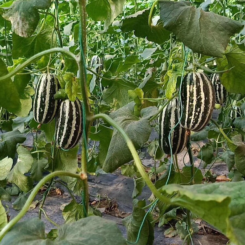 Crisp Sweet Melon Seeds Non-GMO Garden Fruit High Yield Easy Grow