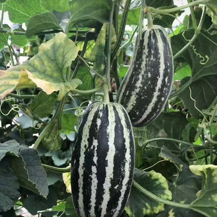 Crisp Sweet Melon Seeds Non-GMO Garden Fruit High Yield Easy Grow
