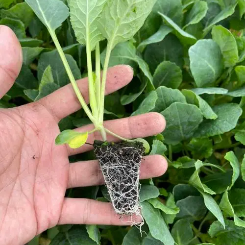 Merald Crown Broccoli Seeds Non-GMO Large Heads EasyGrow