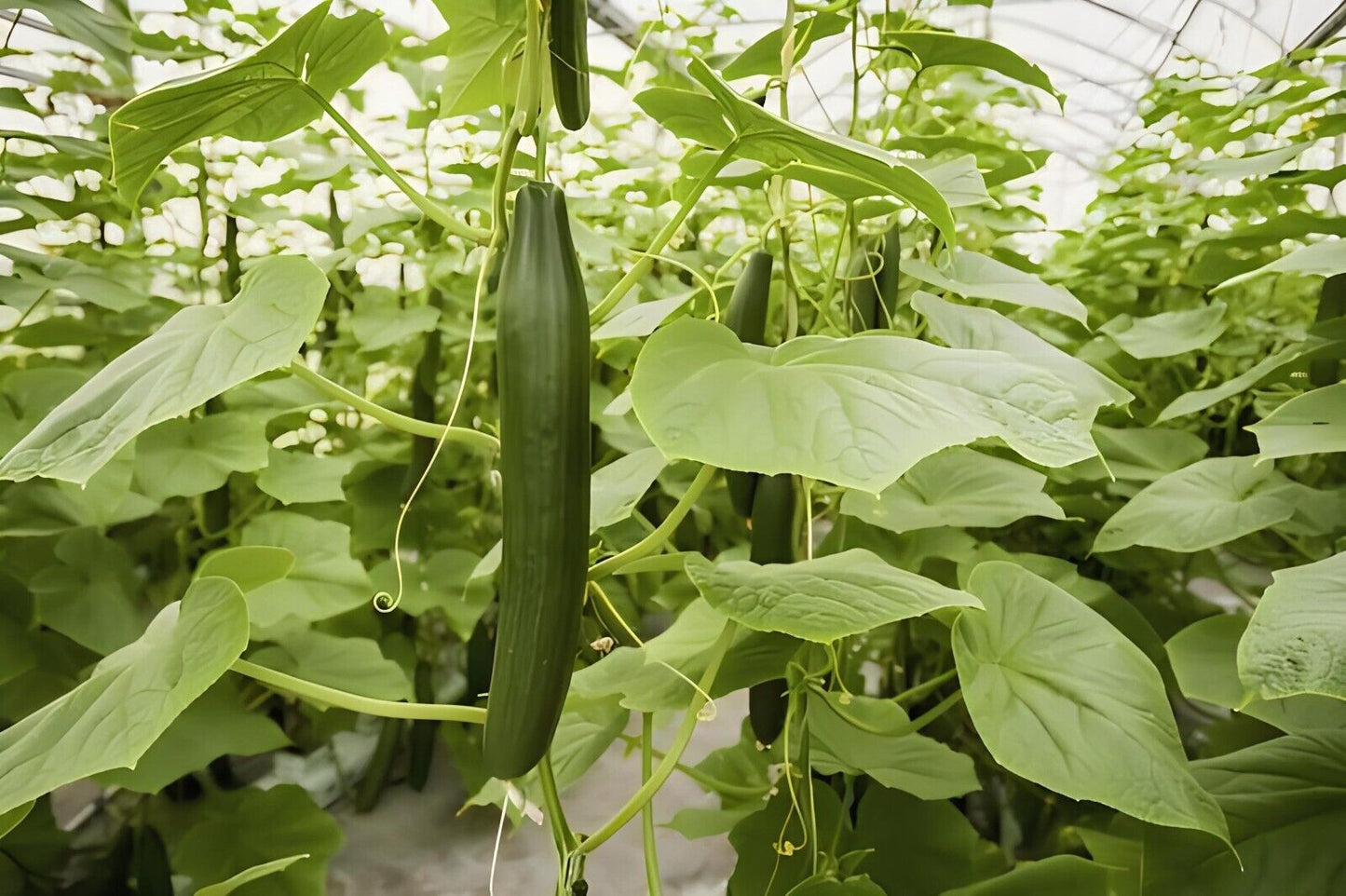 Emerald Crunch F1 Snack Cucumber Seeds Burpless Sweet High Yield