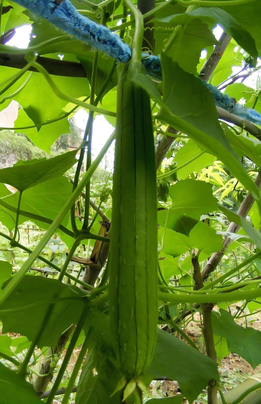 Luffa Gourd Seeds Non-GMO Long Smooth Sponge Gourd Easy Grow