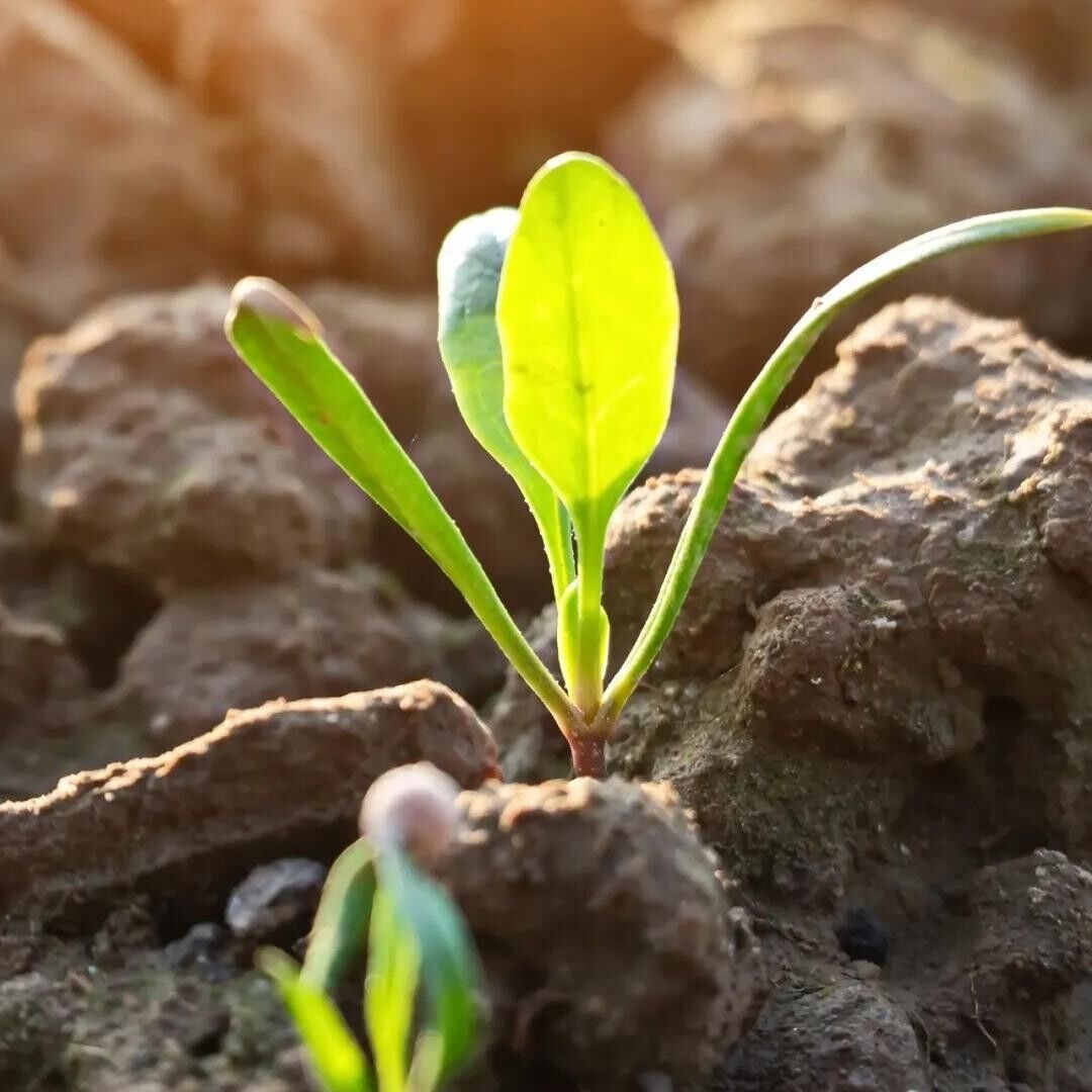 Spinach Seeds Non-GMO Fast Growing Tender Leaves Easy Garden