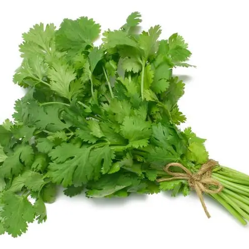 Cilantro Coriander Seeds Non-GMO Fresh Herb Easy Grow