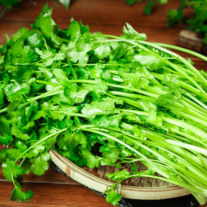 Cilantro Coriander Seeds Non-GMO Fresh Herb Easy Grow