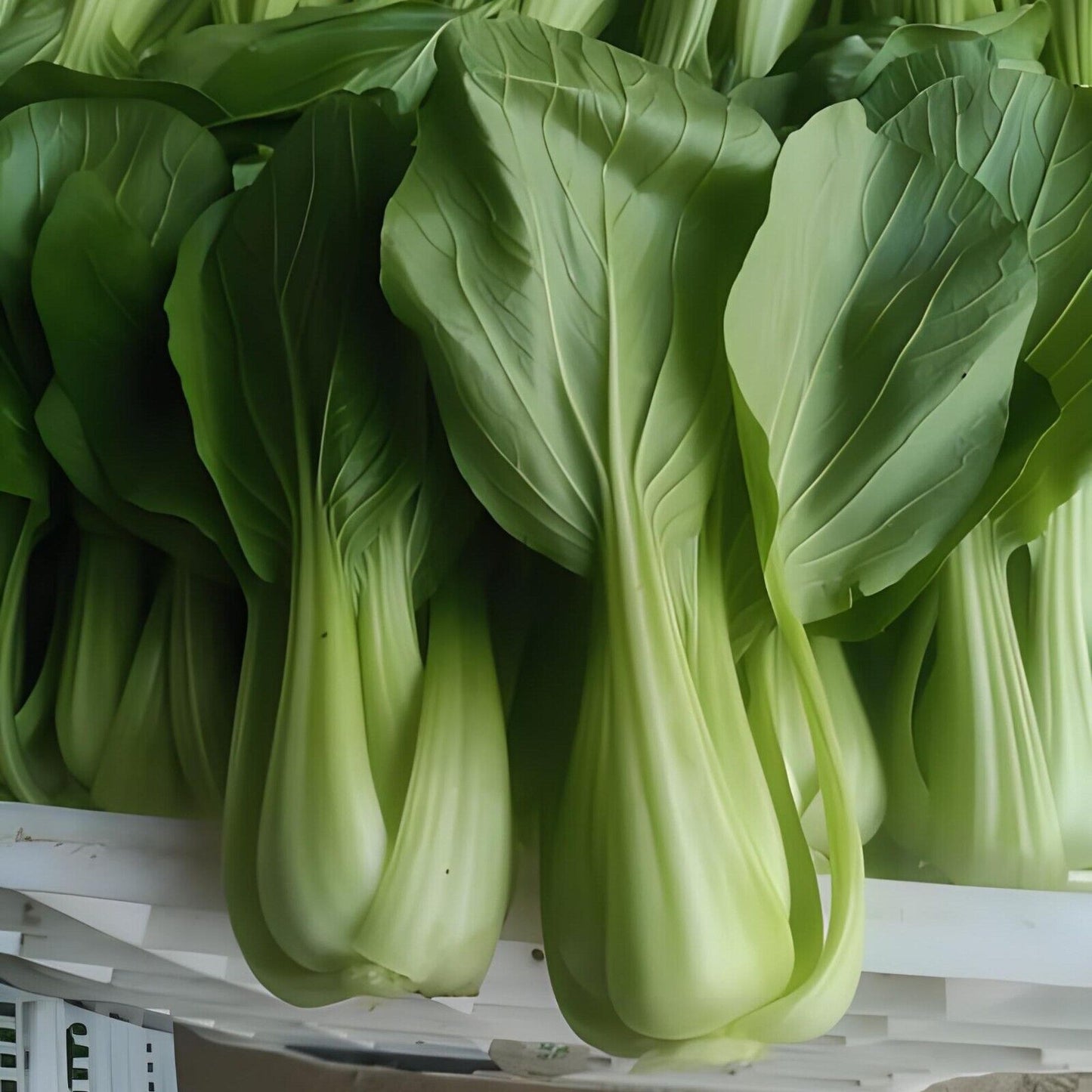 Sweet Emerald Baby Bok Choy – Fast Growing Non-GMO Seeds