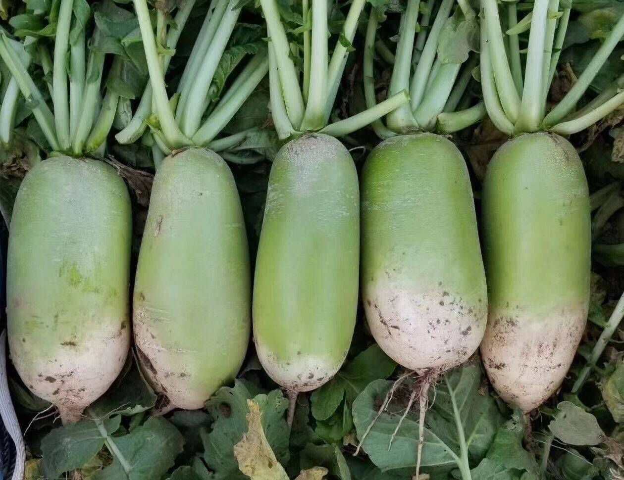 Chinese Green Radish Seeds 100+ Sweet Crisp Non-GMO Easy Grow High Yield