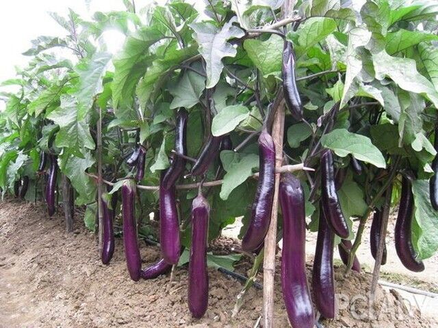 Midnight Velvet Long Eggplant Seeds Non-GMO Asian High Yield