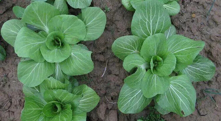 Green Star Pak Choi Seeds 300+ Non-GMO Sweet Crisp Fast Growing High Yield