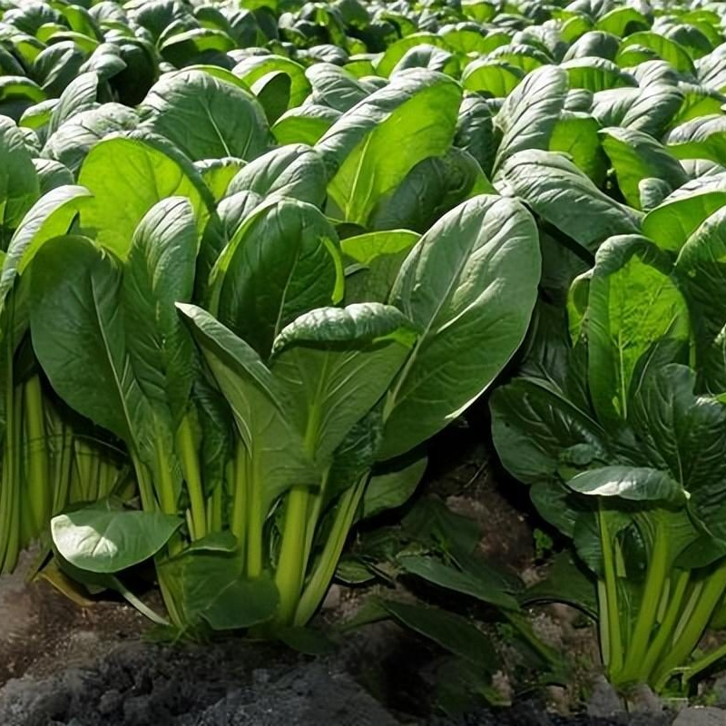 Spinach Seeds Non-GMO Fast Growing Tender Leaves Easy Garden