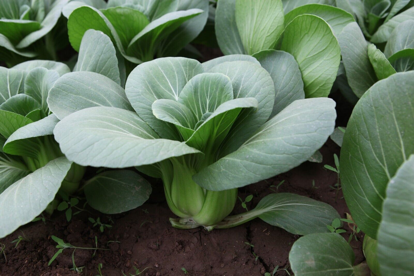 Sweet Emerald Baby Bok Choy – Fast Growing Non-GMO Seeds