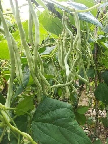 Yardlong Bean Seeds Emerald Ribbon Non-GMO Long Pod High Yield