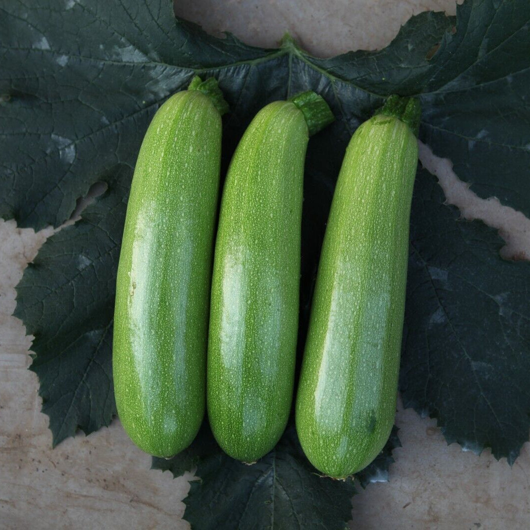 Emerald Star Zucchini Seeds Non-GMO High Yield Easy Grow Squash