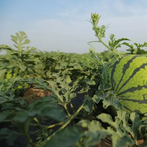 Sweet Tiger Baby Watermelon Seeds Non-GMO Ultra Sweet Easy Grow