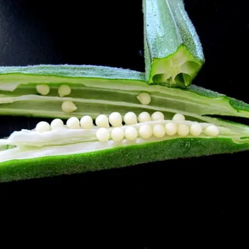 Emerald Slim Okra Seeds Tender Non-GMO Garden Favorite