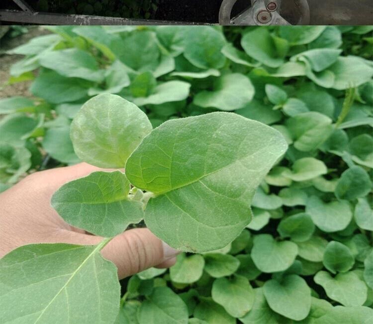 Midnight Velvet Long Eggplant Seeds Non-GMO Asian High Yield