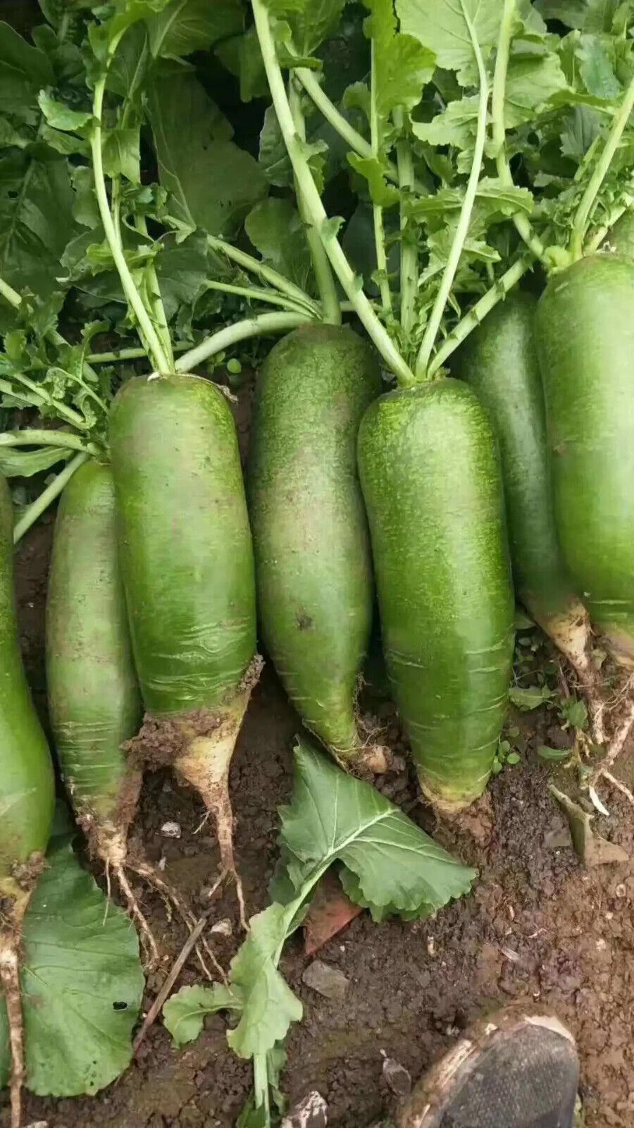 Chinese Green Radish Seeds 100+ Sweet Crisp Non-GMO Easy Grow High Yield