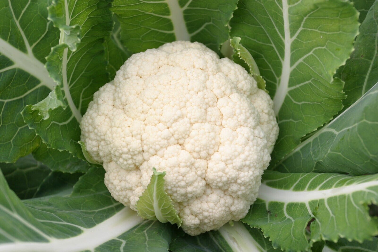 Cauliflower Seeds  Non-GMO Heirloom Large Head Easy Grow High Yield