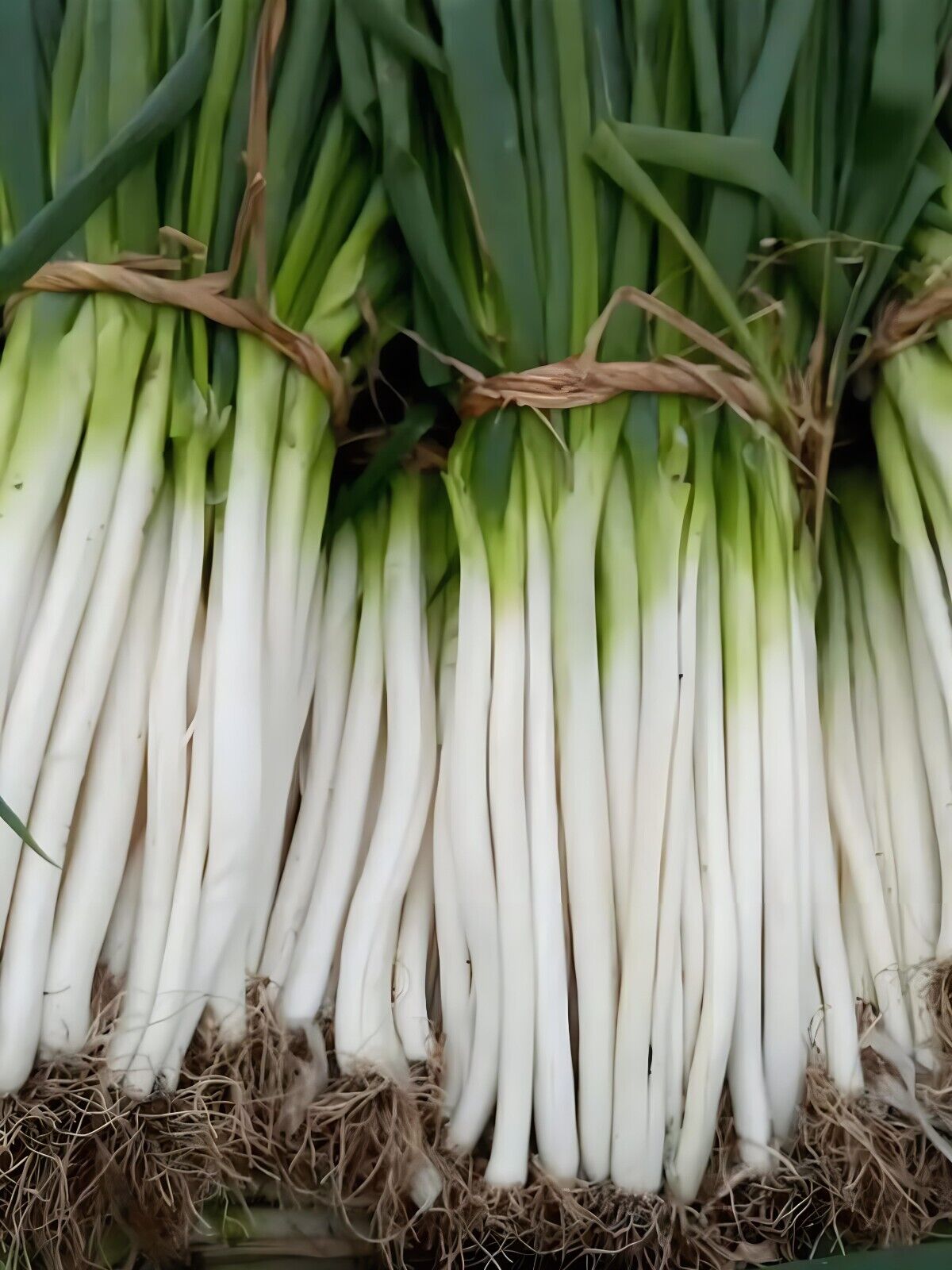 Evergreen Scallion Seeds 500+ Non-GMO Green Onion High Yield Easy Grow