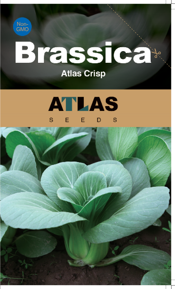 Sweet Emerald Baby Bok Choy – Fast Growing Non-GMO Seeds