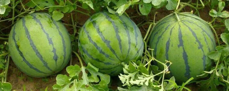 Sweet Tiger Baby Watermelon Seeds Non-GMO Ultra Sweet Easy Grow