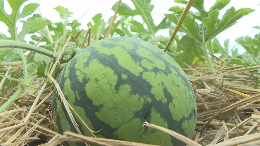 Sweet Tiger Baby Watermelon Seeds Non-GMO Ultra Sweet Easy Grow