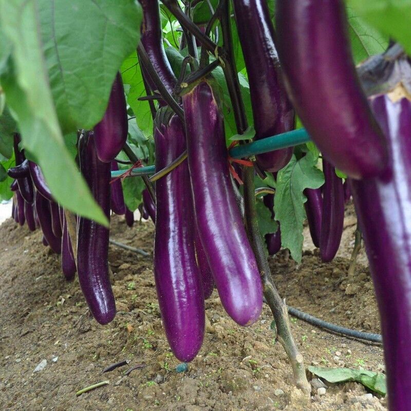 Midnight Velvet Long Eggplant Seeds Non-GMO Asian High Yield