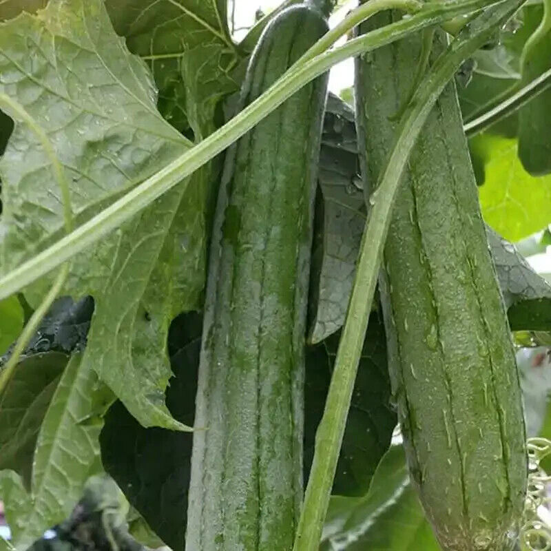 Luffa Gourd Seeds Non-GMO Long Smooth Sponge Gourd Easy Grow