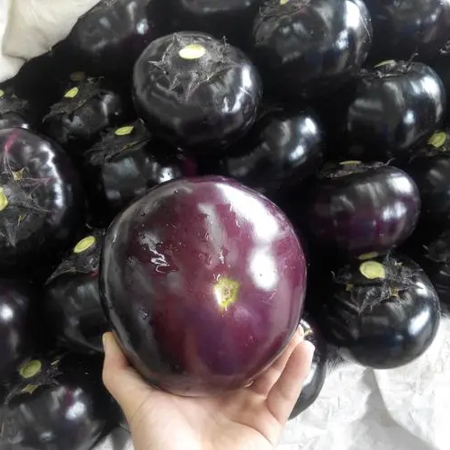 150+ Eggplant Seeds Black Round Heirloom Non-GMO Sweet Tender High Yield